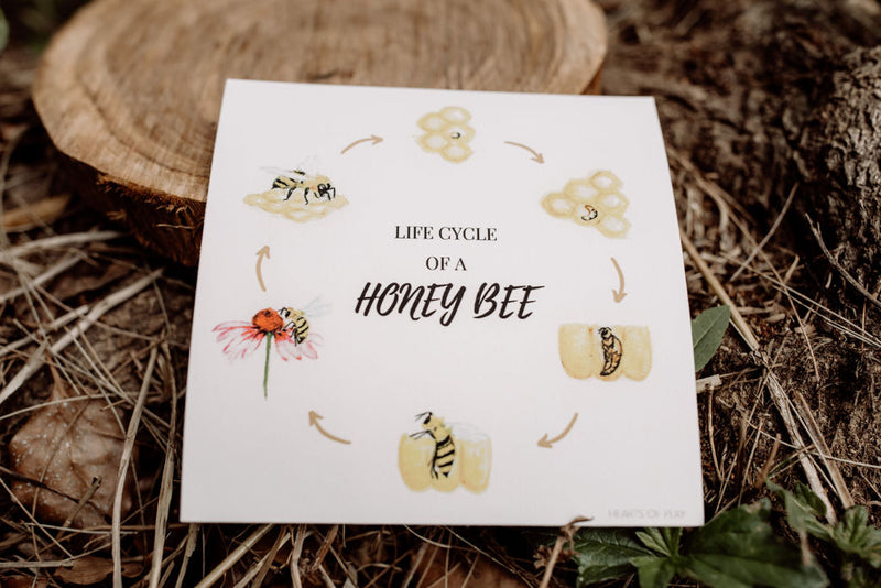 DOUGH-LUXE LIFE CYCLE OF A HONEY BEE  PLAYDOUGH KIT